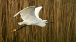 Little Egret