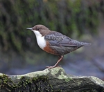 Dipper