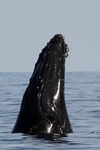 IMG_0378 Mayotte