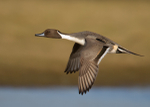 Northern Pintail