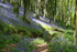 Bluebells near Looe in Cornwall