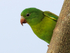 Orange-chinned Parakeet, close view, Costa Rica