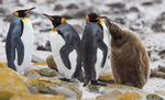 King Penguins