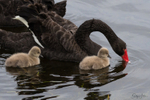 Black Swan Family 8
