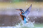 Kingfisher rises vertically from water after unsuccessful dive
