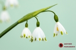 190327-untitled-1L4A0530
