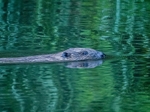 Eurasian Beaver