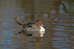 Pintail