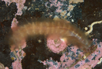 Alentia gelatinosa