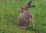 Brown Hare