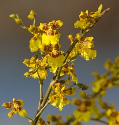 Floral 188