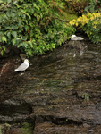 Kittiwake nest on wet cliff face near waterfall, Whittier, Alaska