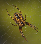 Orb Weaver