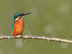 Kingfisher perched on a branch at Otmoor