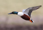 Common Shoveler