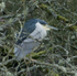Black-crowned Night Heron