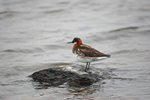 Red-necked Phalarope
