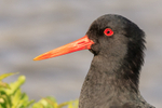 oystercatcher Haematopus ostralegus-5672