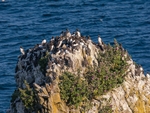 Common Guillemots