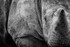 White Rhinoceros -RLP_8326a