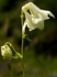 Columbine (White) #01