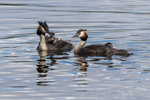 Great Crested Grebes and Chicks