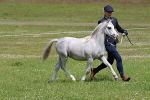 SIAL7768