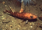 Gadus morhua juvenile