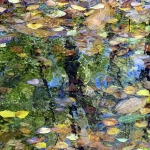 Puddle