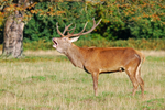 Red Deer