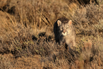 Puma Escacha moves through scrub, Torres del Paine, Chile