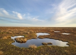 Saltmarshes - North Norfolk