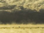 WATERFOWL AND ICE FOG, 2019 - PORT DOVER
