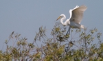 FLB019: Great egret