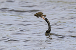 Anhinga with fish, Viera Wetlands, Florida