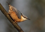 Nuthatch 1