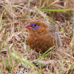 Purple Grenadier (female)
