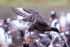 Brown Skua hovering above Gentoos, Sea Lion Island, Falklands