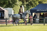 Class 115-116 - LIHS BSHA Rising Star Working Hunter & Show Horse portfolio