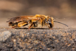 Andrena bucephala (f)