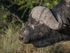 Buffalo1