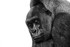 Sleeping Gorilla