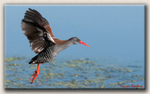 African Rail