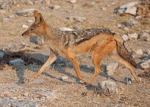 Jackel, Botswana