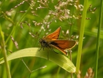 Small Skipper