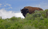 Teton Bison 19