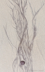 Ventry Sand Tree