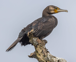 Great Cormorant