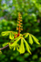 horse chestnut Aesculus hippocastanum-033