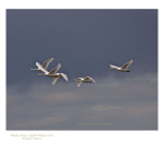 Whooper  Swans